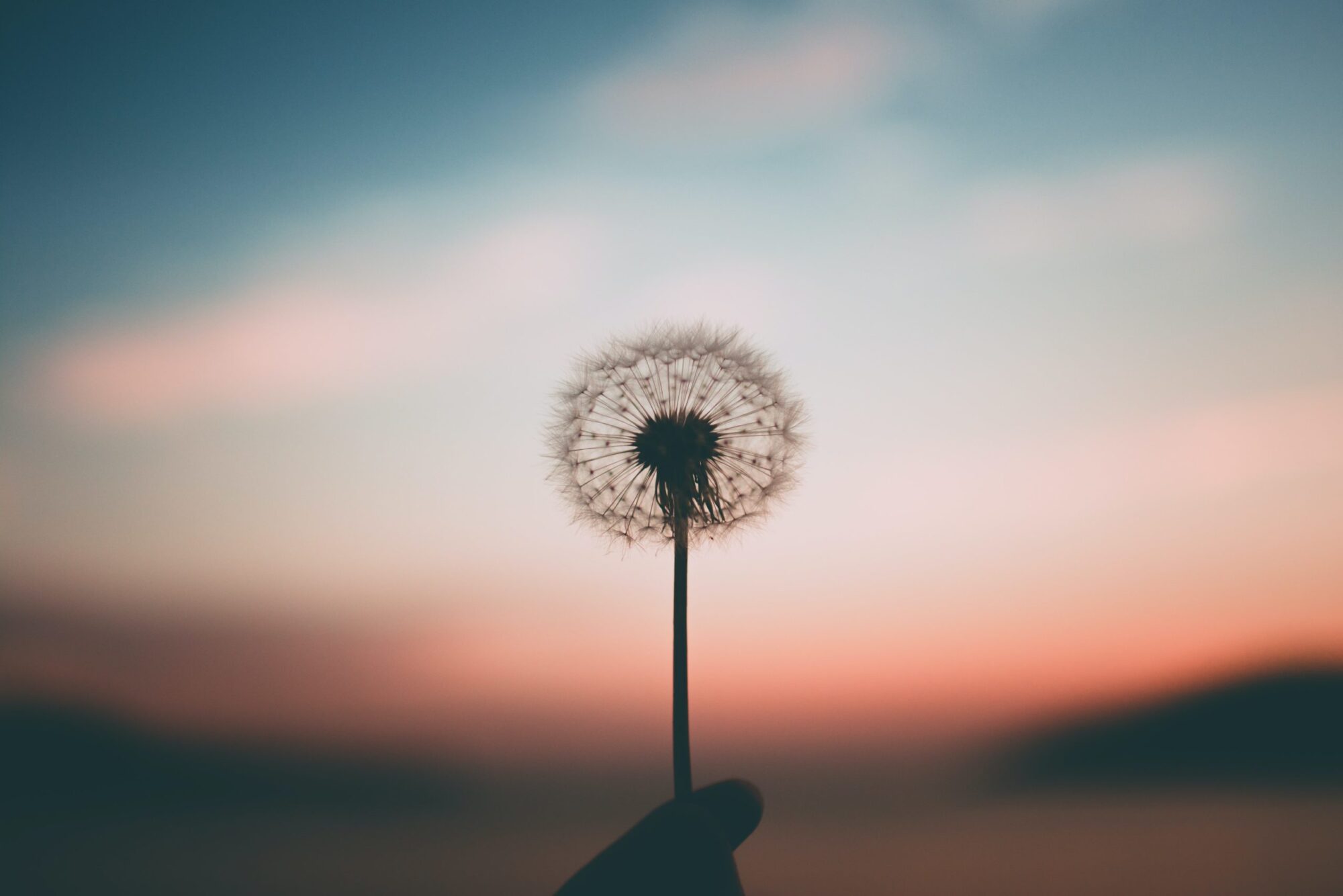 A dandelion being held up in the air with colorful sky in the background.